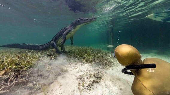 Anna mit einem Krokodil der Gattung "Amerikanisches Salzwasserkrokodil" in Banco Chinchorro vor der Halbinsel Yucatan (Mexiko). © NDR/Henning Rütten 