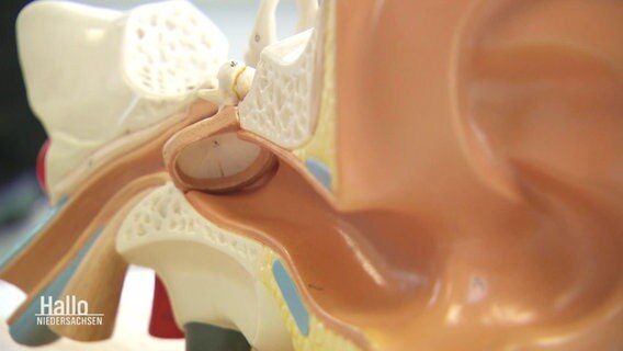 Medizinisches Modell eines Gehörgangs. © Screenshot 