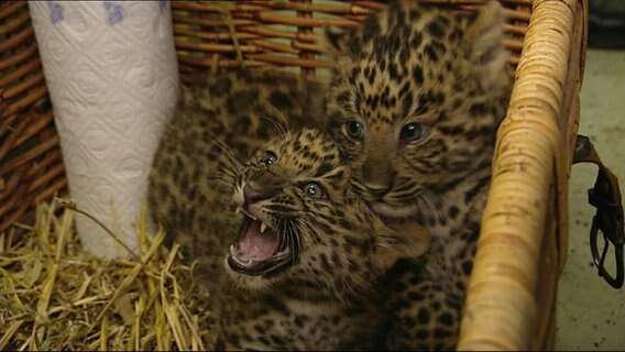 Zwei Leoparden-Junge eng aneinander geschmiegt in einem Bastkorb, ein Junges faucht. © Screenshot 
