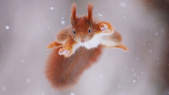 Ein springendes Eichhörnchen. © Greenscreen Naturfestival Eckernförde Foto: Julian Rad