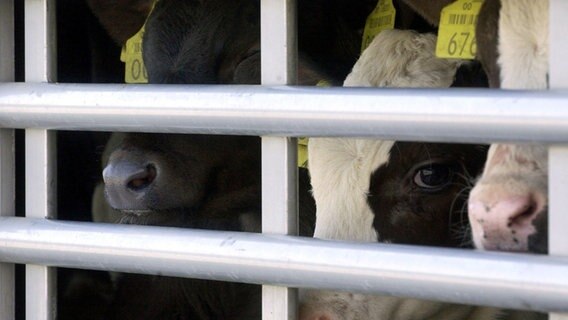 Drei Kühe gucken durch die Gitter eines Viehtransporters. © Picture-Alliance Foto: Patrick Pleul