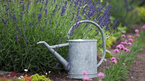 Eine Gießkanne steht vor einem mit Lavendel bepflanztem Beet © xaschx Panthermedia08453387 